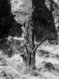 Close-up of tree trunk in winter