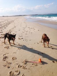 Dogs on beach