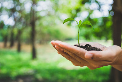 Close-up of hand holding small plant outdoors