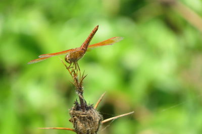 Close-up of insect on plant