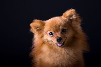 Close-up portrait of pomeranian against black background