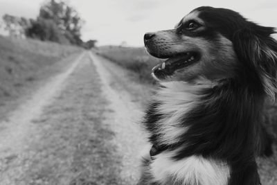 Close-up of dog looking away