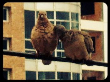 Close-up of cat in cage