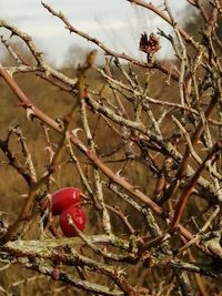 Close-up of berries on tree