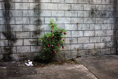 Plant growing on a wall