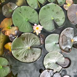Directly above shot of lotus water lily in pond