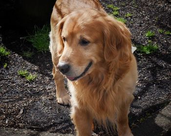 Close-up of dog