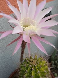 Close-up of succulent plant