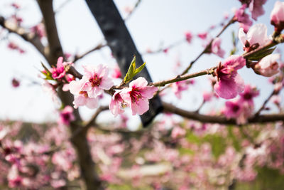 Pink cherry blossoms in spring