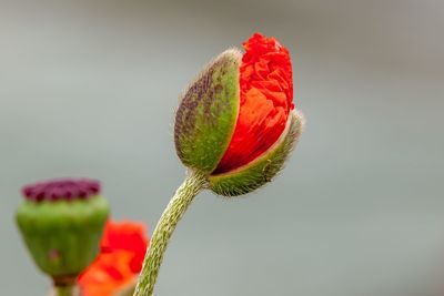 Close-up of red poppy flower bud