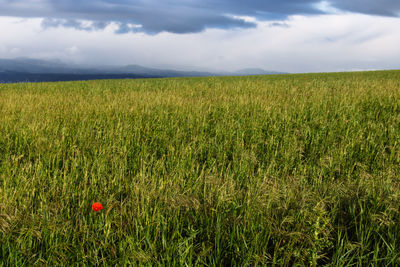 Scenic view of agricultural field against sky