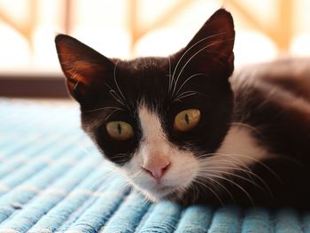 Close-up portrait of a cat