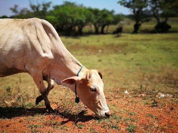 Cow in a field