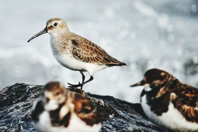 Bird perching on rock in snow