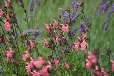 Close-up of pink flowering plants on field