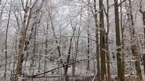 Bare trees in forest during winter