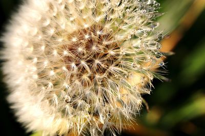 Close-up of dandelion