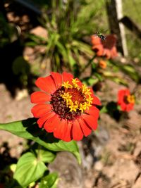 Close-up of insect on red flower