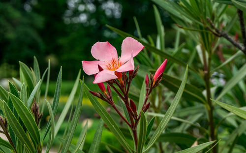 Close-up of pink flowering plant on field