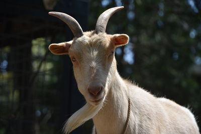 Close-up of a goat