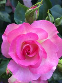 Close-up of pink rose