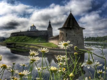 White flowers growing at riverbank against pskov krom