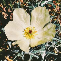 Close-up of white flowering plants