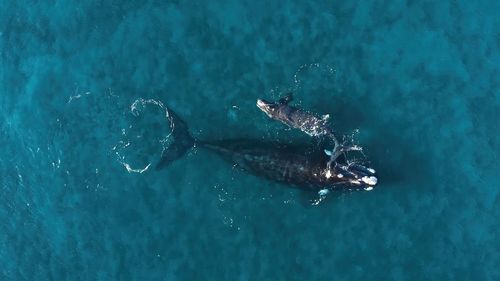 High angle view of whale swimming in sea