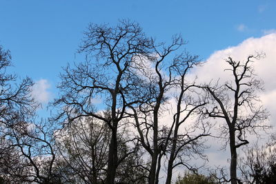 Low angle view of bare tree against blue sky