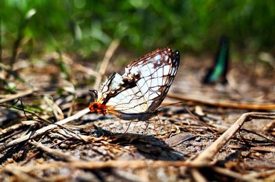 Close-up of butterfly on leaf