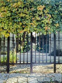 Plant growing on a tree