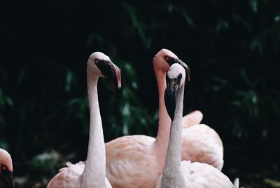 Close-up of swan