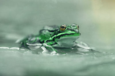 Close-up of frog in water