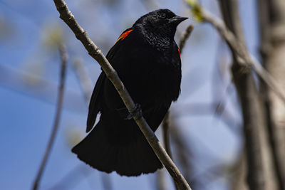 Low angle view of bird perching on branch