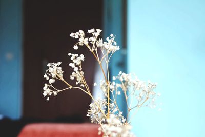 Low angle view of flowering plant against blue sky
