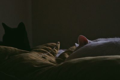 Close-up of cat resting on bed