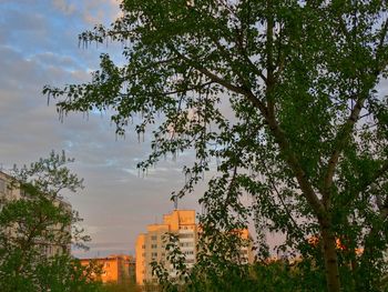 Low angle view of trees against cloudy sky