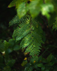 Close-up of green leaves on tree