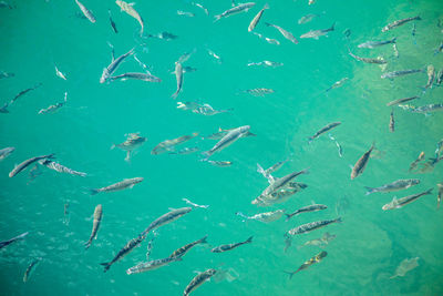 Full frame shot of fishes swimming in sea