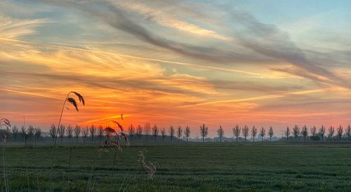 Scenic view of field against sky during sunrise