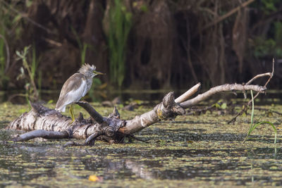 Bird perching on log over lake