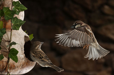 Close-up of bird flying