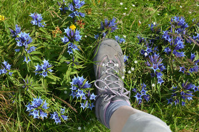 Leg in tracking shoe stepping on mountain field with wild flowers