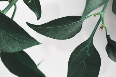 Close-up of leaves