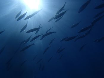 Underwater view of fish