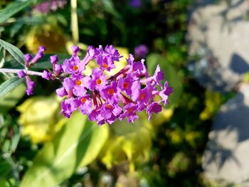 Close-up of purple flowers blooming outdoors