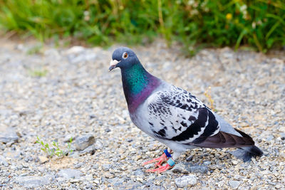 Close-up of a bird on rock