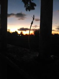 Close-up of tree against sunset sky