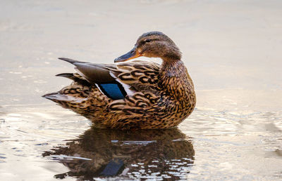 Close-up of a duck in lake