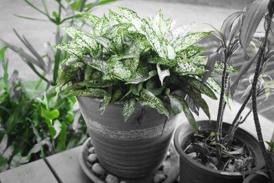 Close-up of potted plant